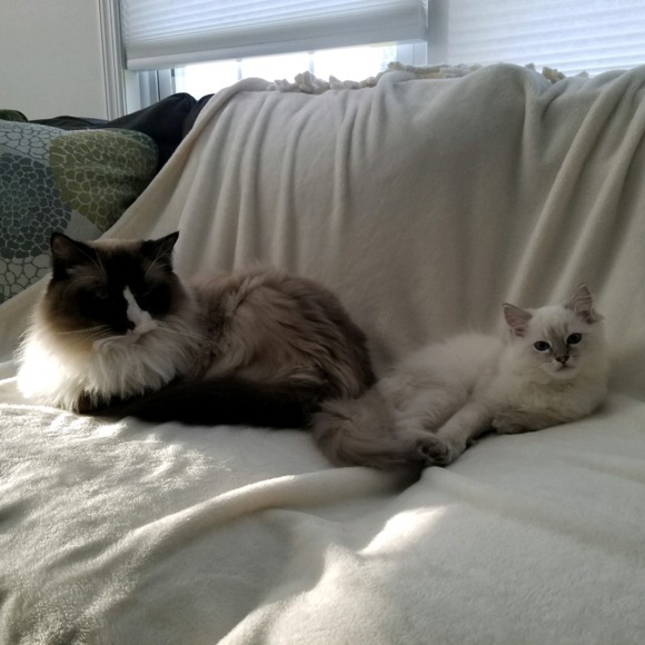 ragdollsx2